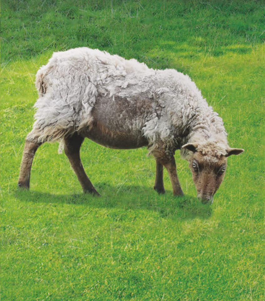 sheep-scab-imag_20200211-181414_1