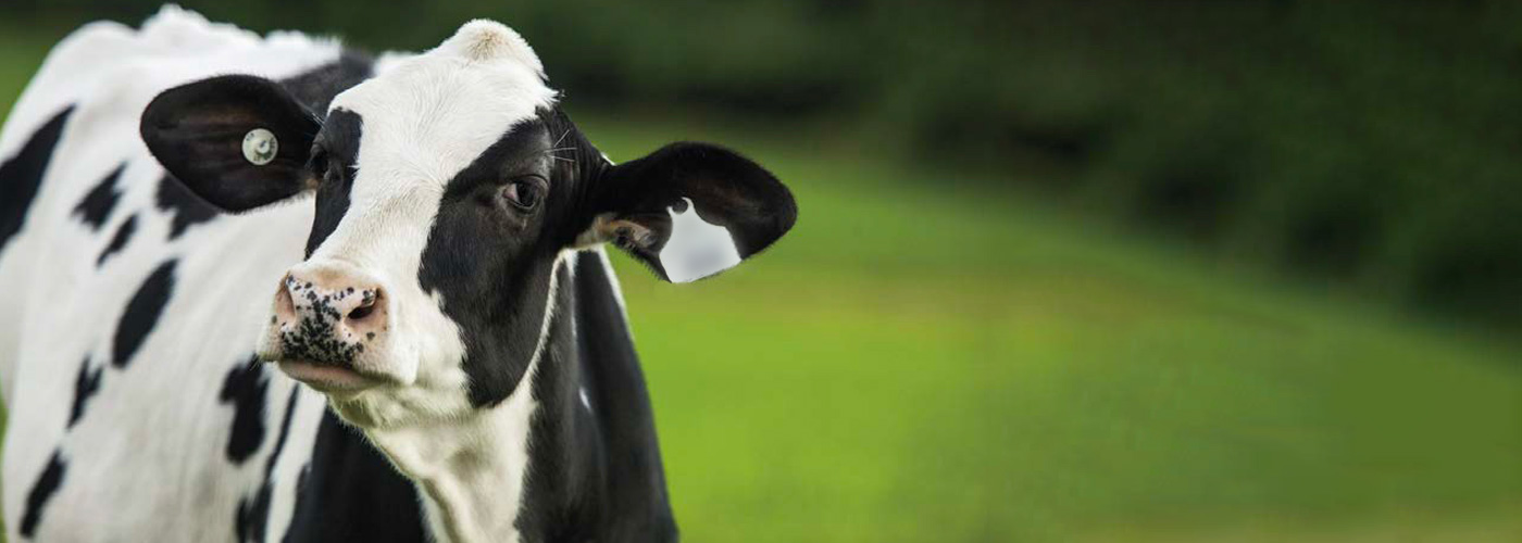 cows and sheep