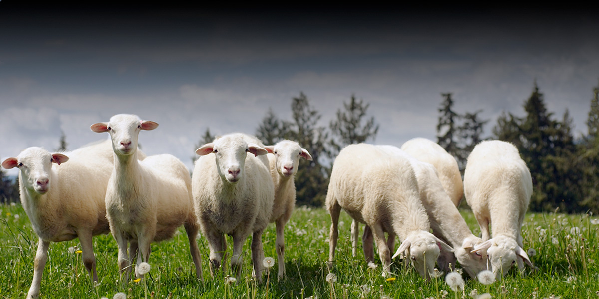 sheep