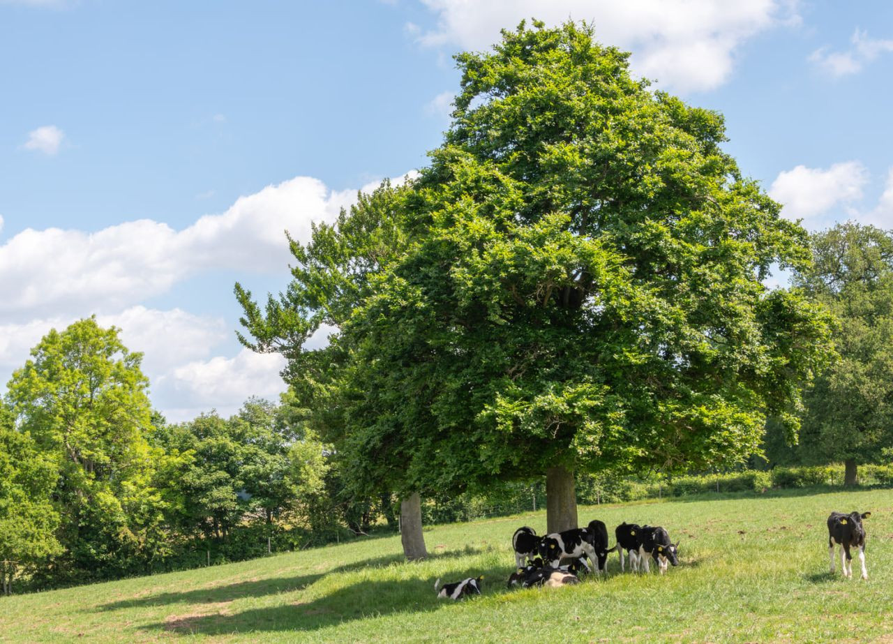 The Impact of Heat Stress on Trace Element Status