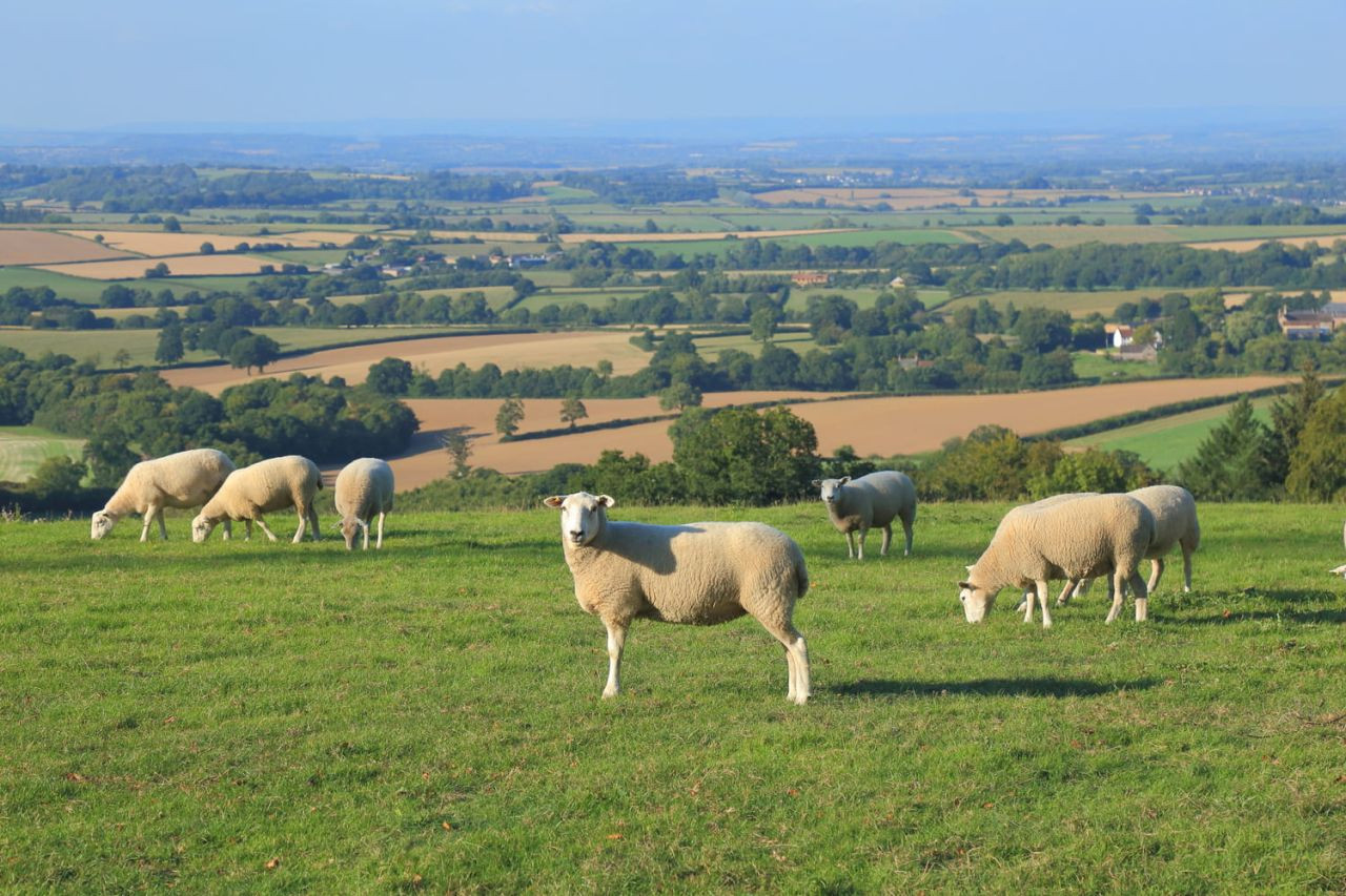 Pre-Tupping Trace Elements: Supporting Breeding and Pregnancy