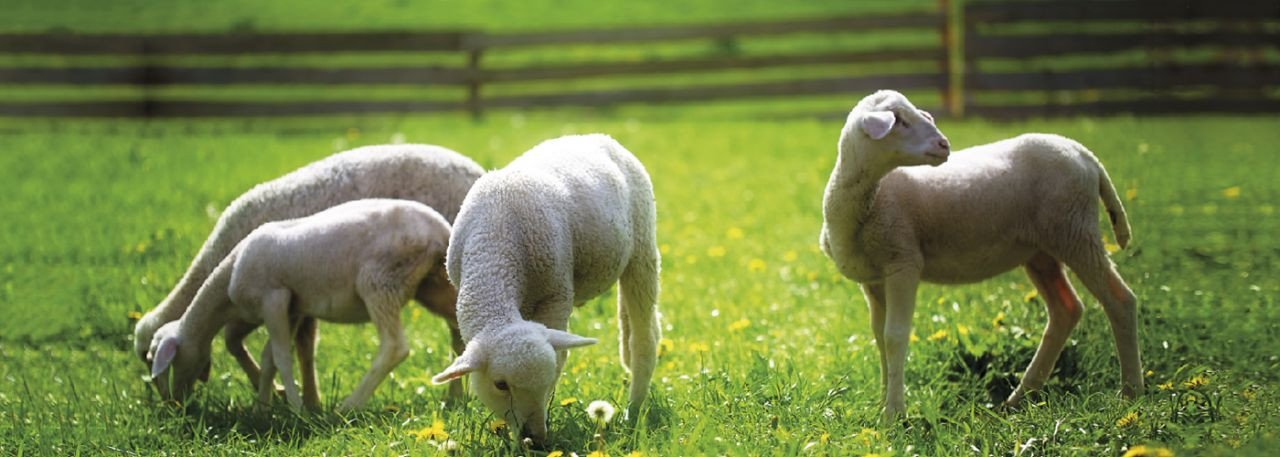 Nematodirus in Lambs: Prevention is Better Than Cure