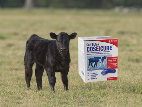 Bimeda UK Adds New Trace Element Bolus To Its Range- CoseIcure Calf