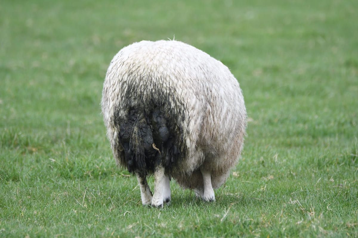 Sheep-dirty-blowfly-strike-worms