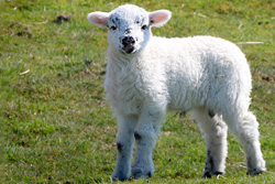 lamb product