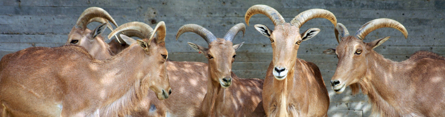 goats

