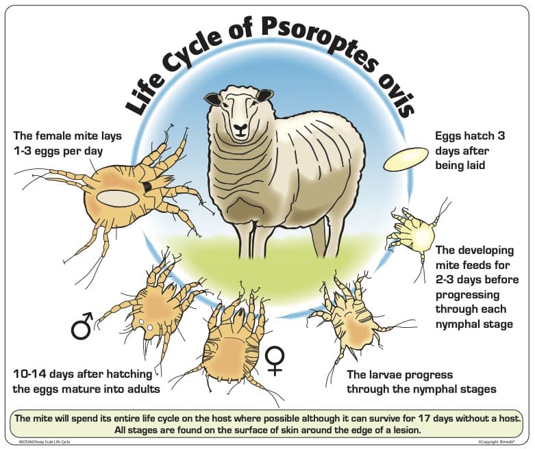 Sheep Scab Psoroptes ovis Life Cycle