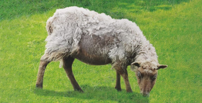 Learn About Sheep Scab Disease