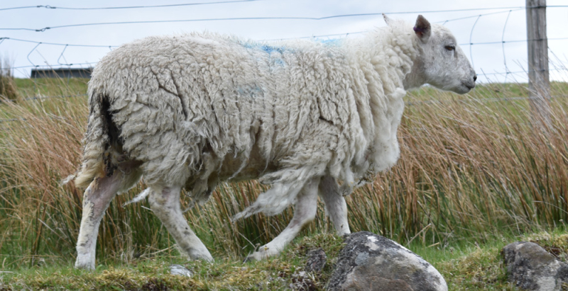 Itchy sheep? Is it Scab? Lice? And How Can You Tell The Difference?