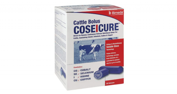 CoseIcure Cattle